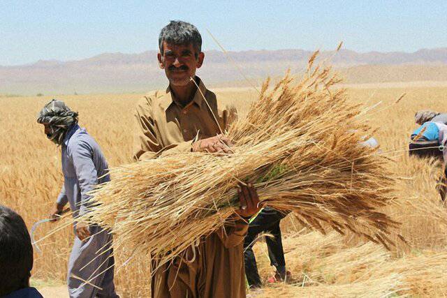 خرید گندم از کشاورز داخلی ۲۵۰۰ تومان؛ از کشاورز خارجی ۵۰۰۰ تومان
